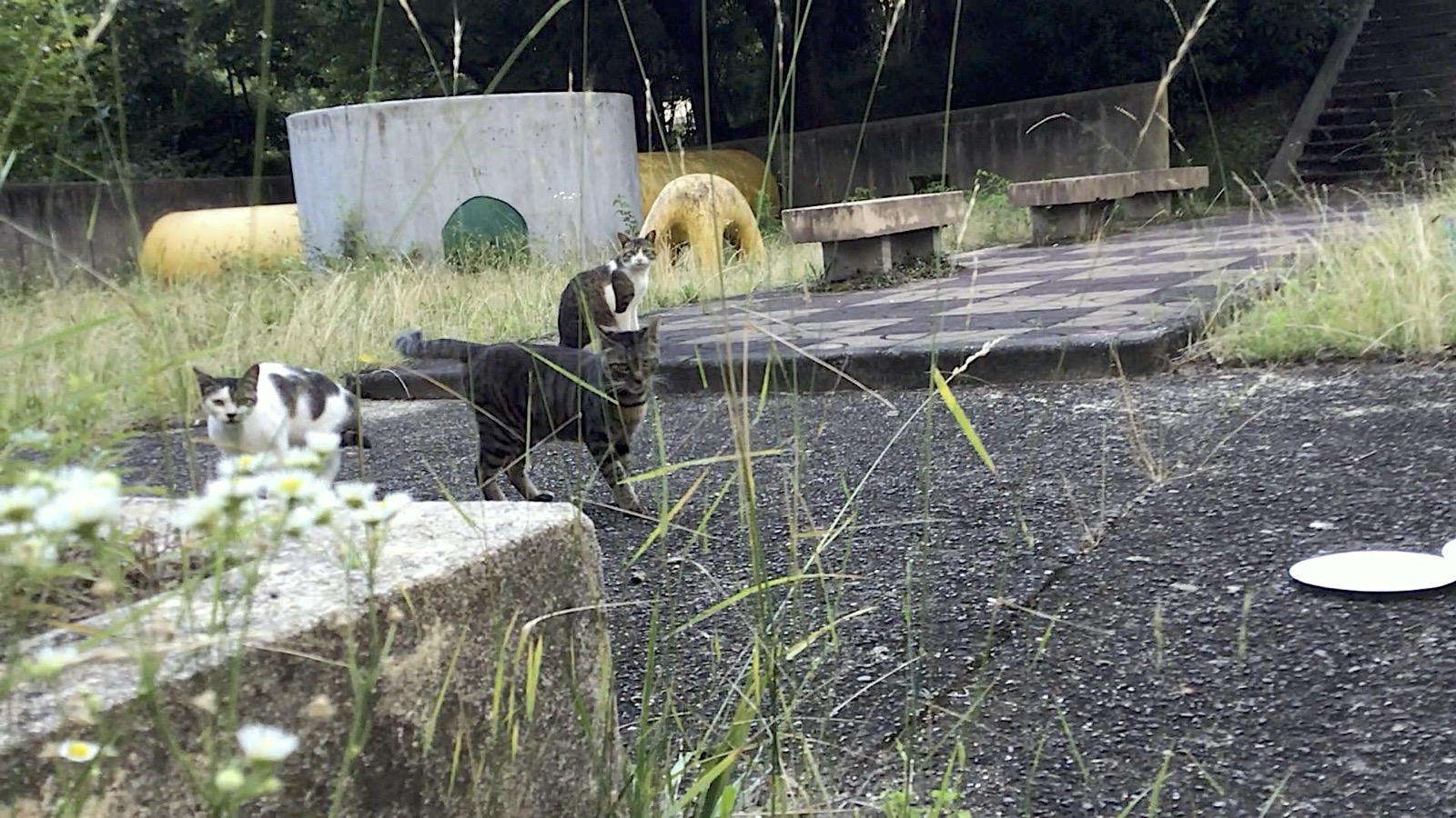 Drei Katzen im Park in der Nähe meines Hauses