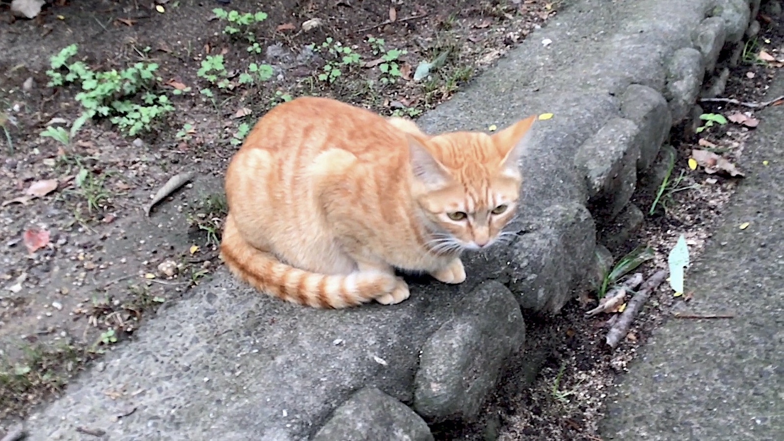 Ein süßes orange getigertes Kätzchen Ich habe dich auf der Promenade gesehen