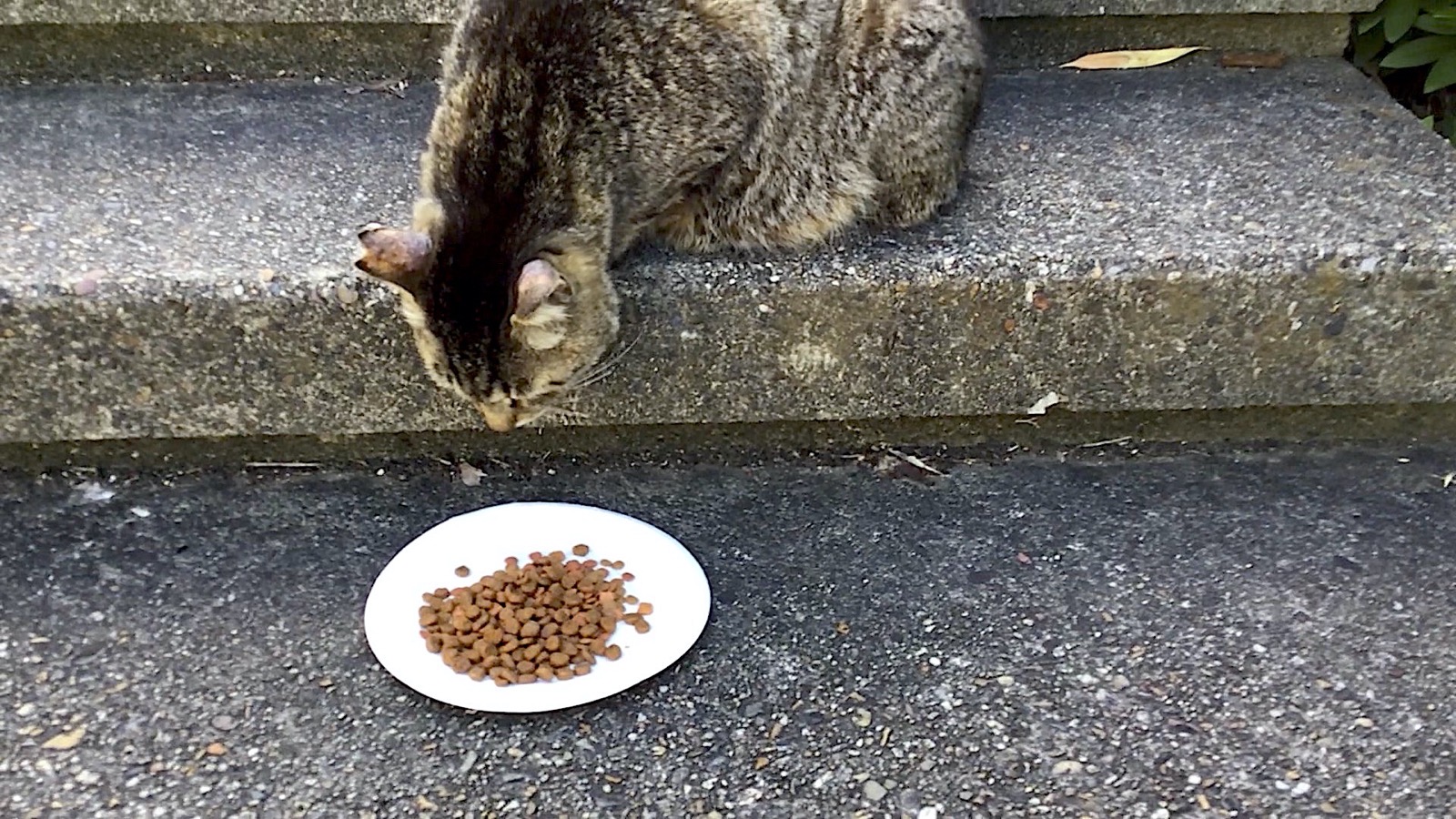 Kleine niedliche dunkelbraune Tabby Katze hat kein Futter gefressen