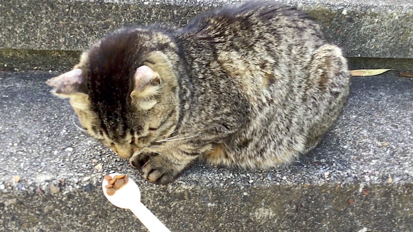 Pequeño lindo gato atigrado marrón oscuro no comer comida