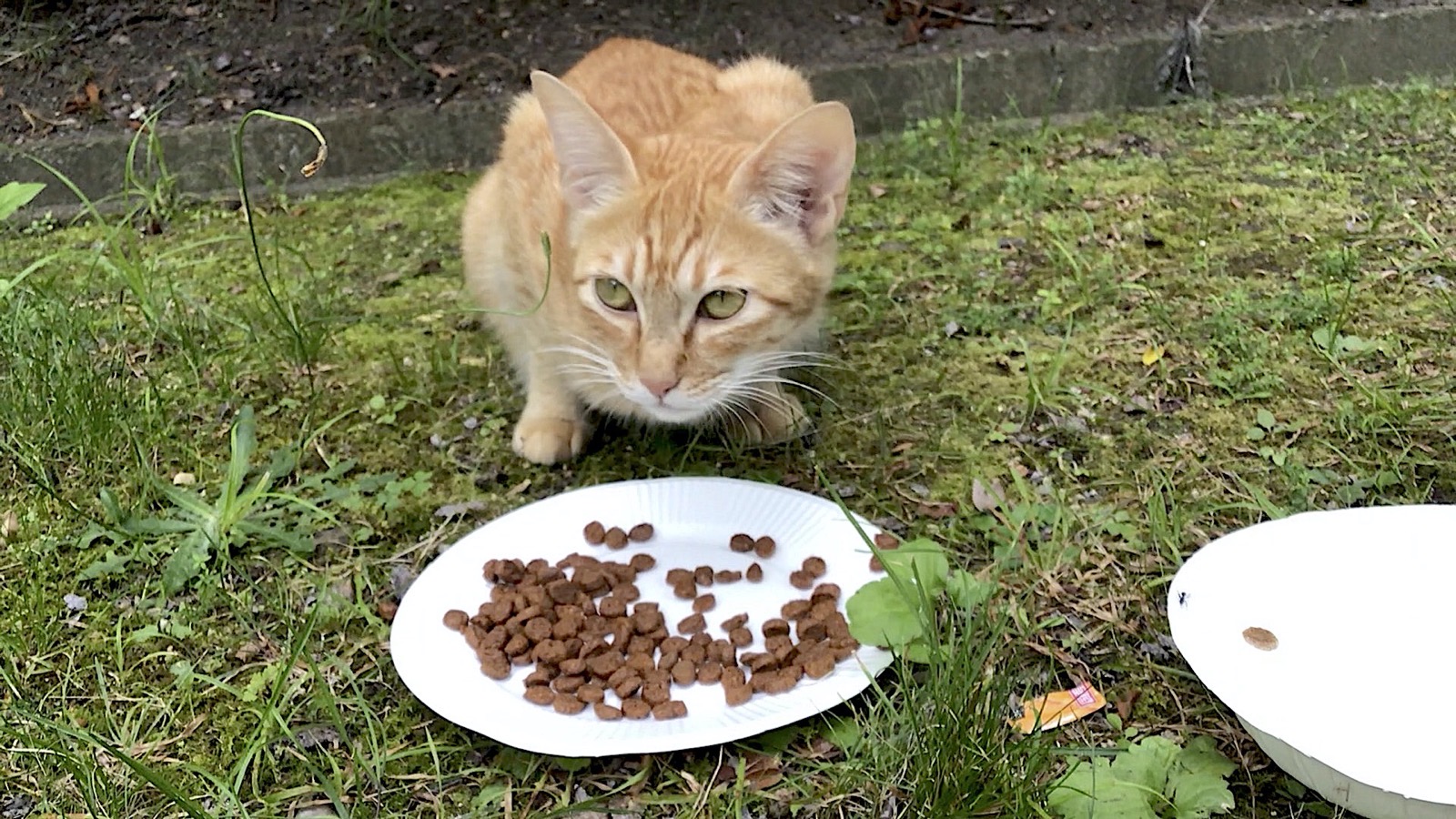 Petit chat tigré brun sur la promenade au 24 juin 2023