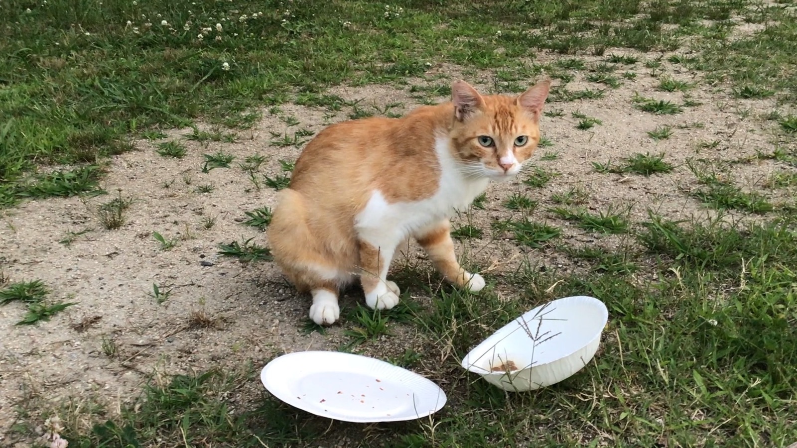 Petite chatte brune bicolore mince sur le terrain de baseball