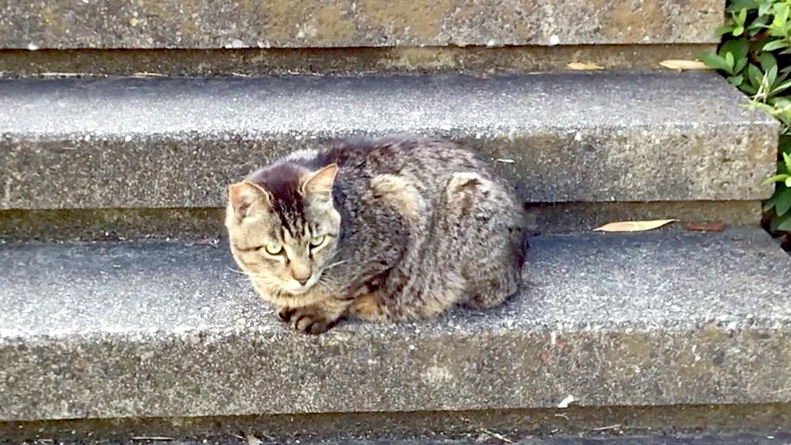 Small Cute Dark Brown Tabby Cat Didn t Eat Food